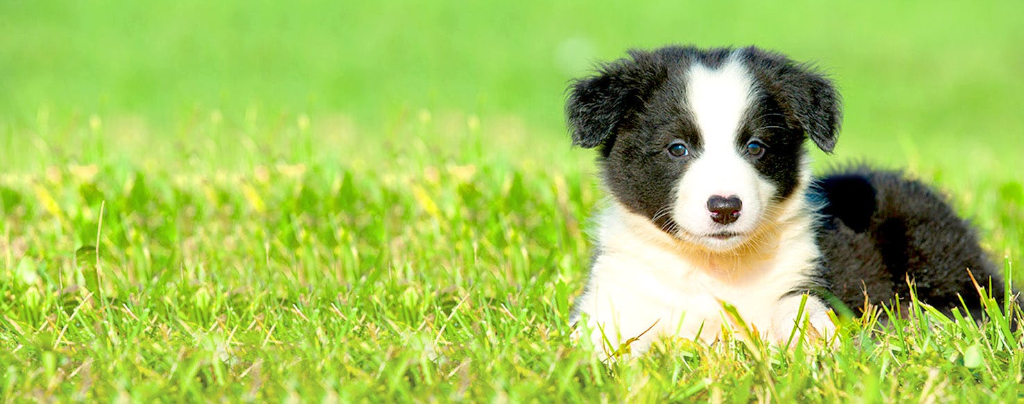 Auckland Dog Names Popular Male and Female Names Wag!
